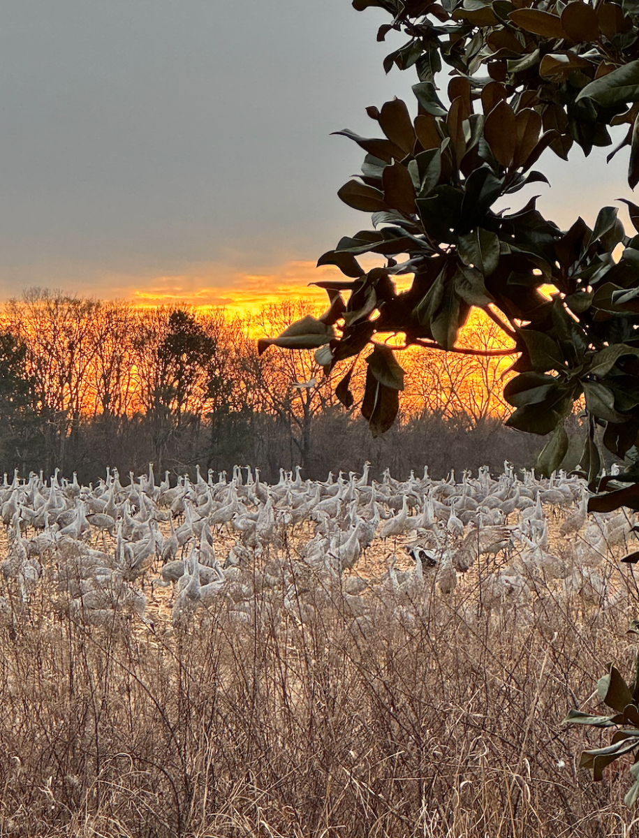 hundreds of cranes at wheeler wildlife refuge