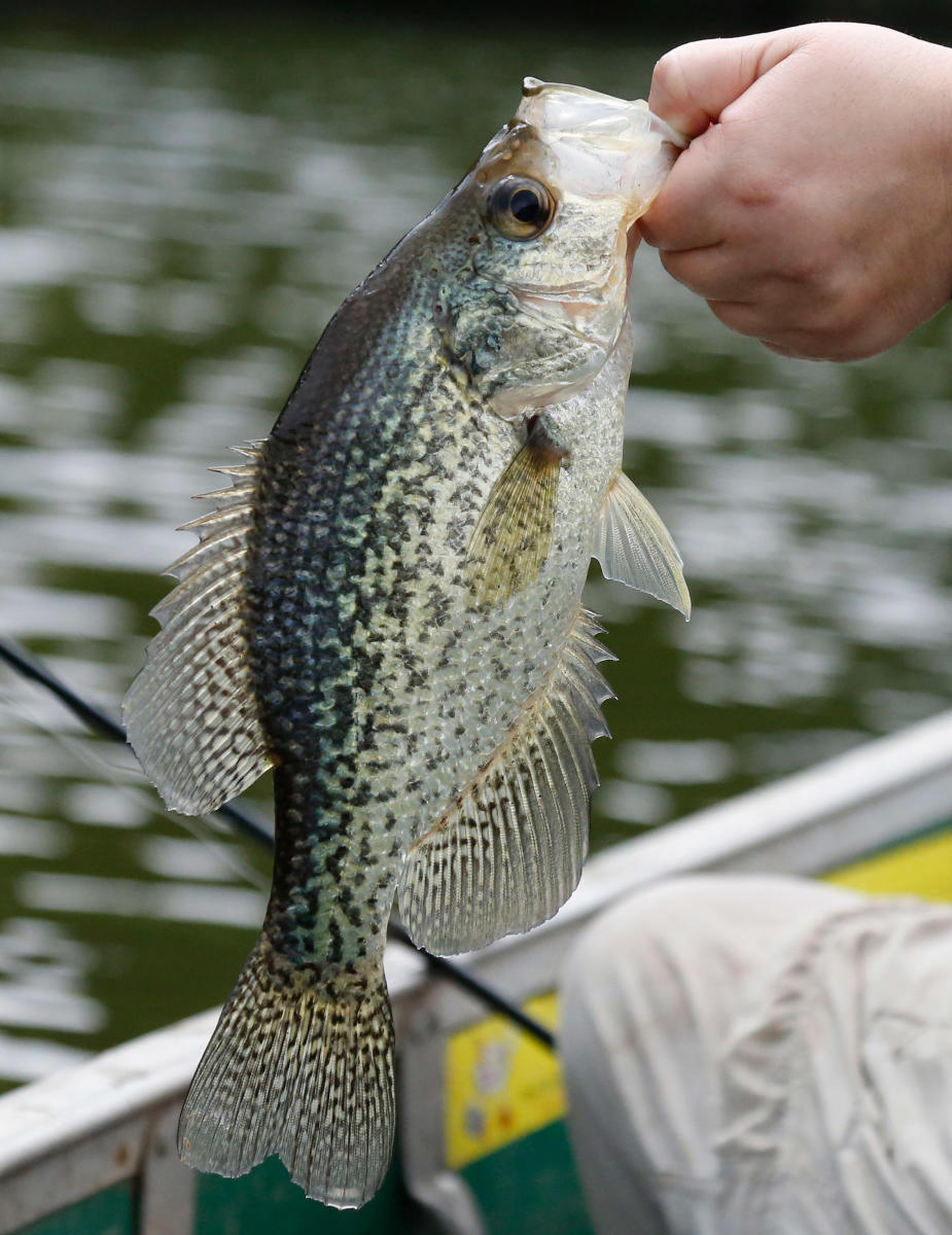 hand holding crappie fish