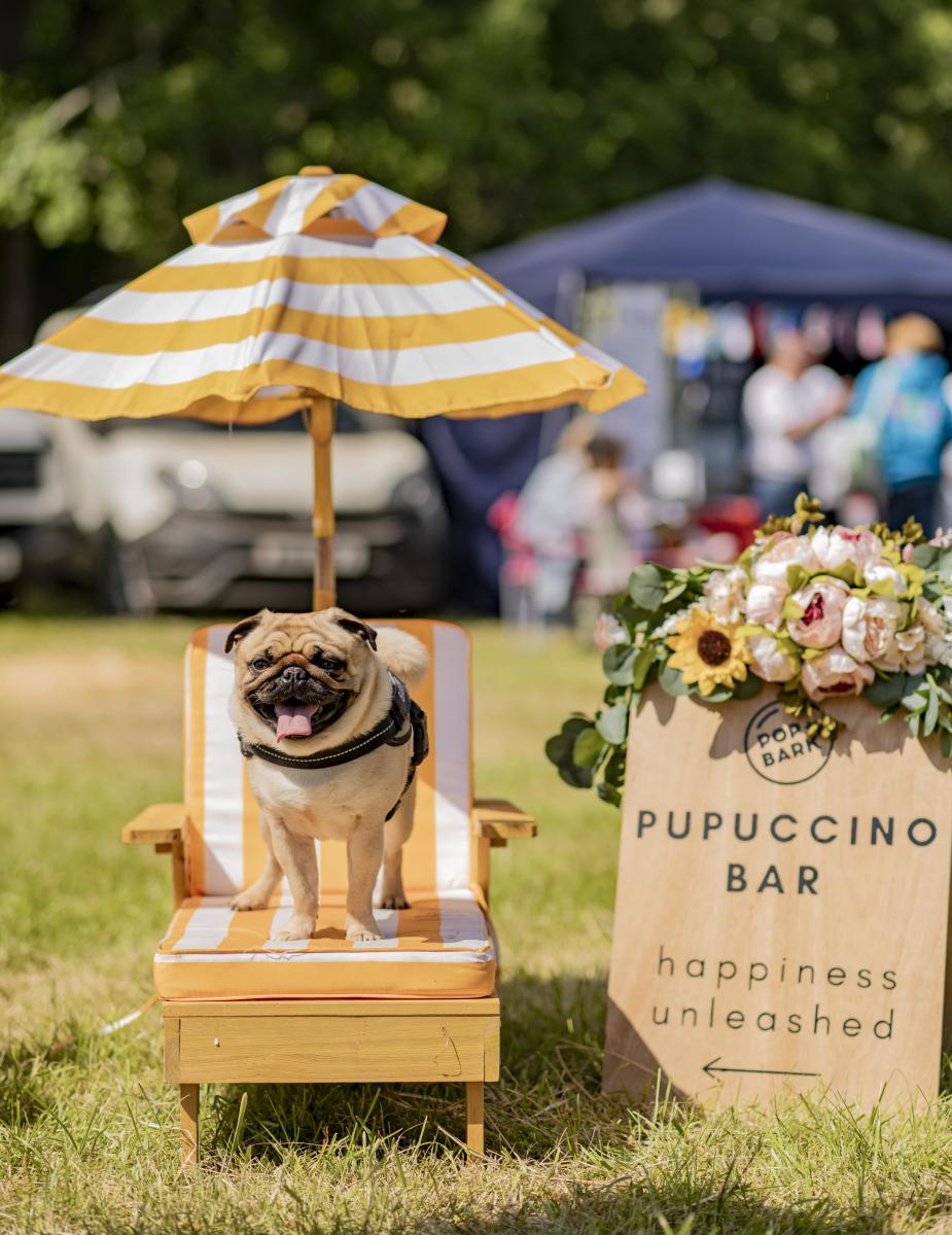 Dog at pupuccino bar at Dogstival