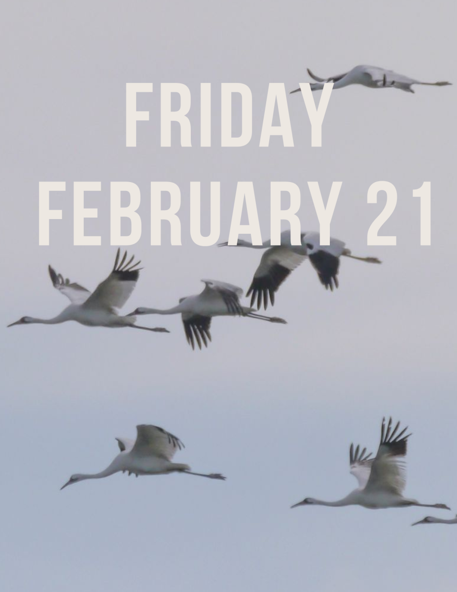 Whooping crane day 2