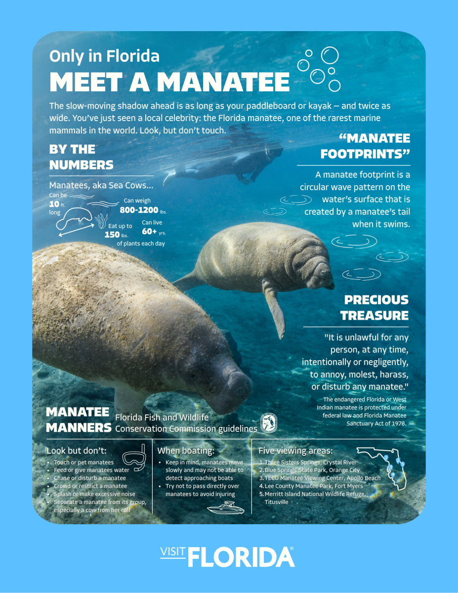 Meet a Manatee Infographic - Updated Branding