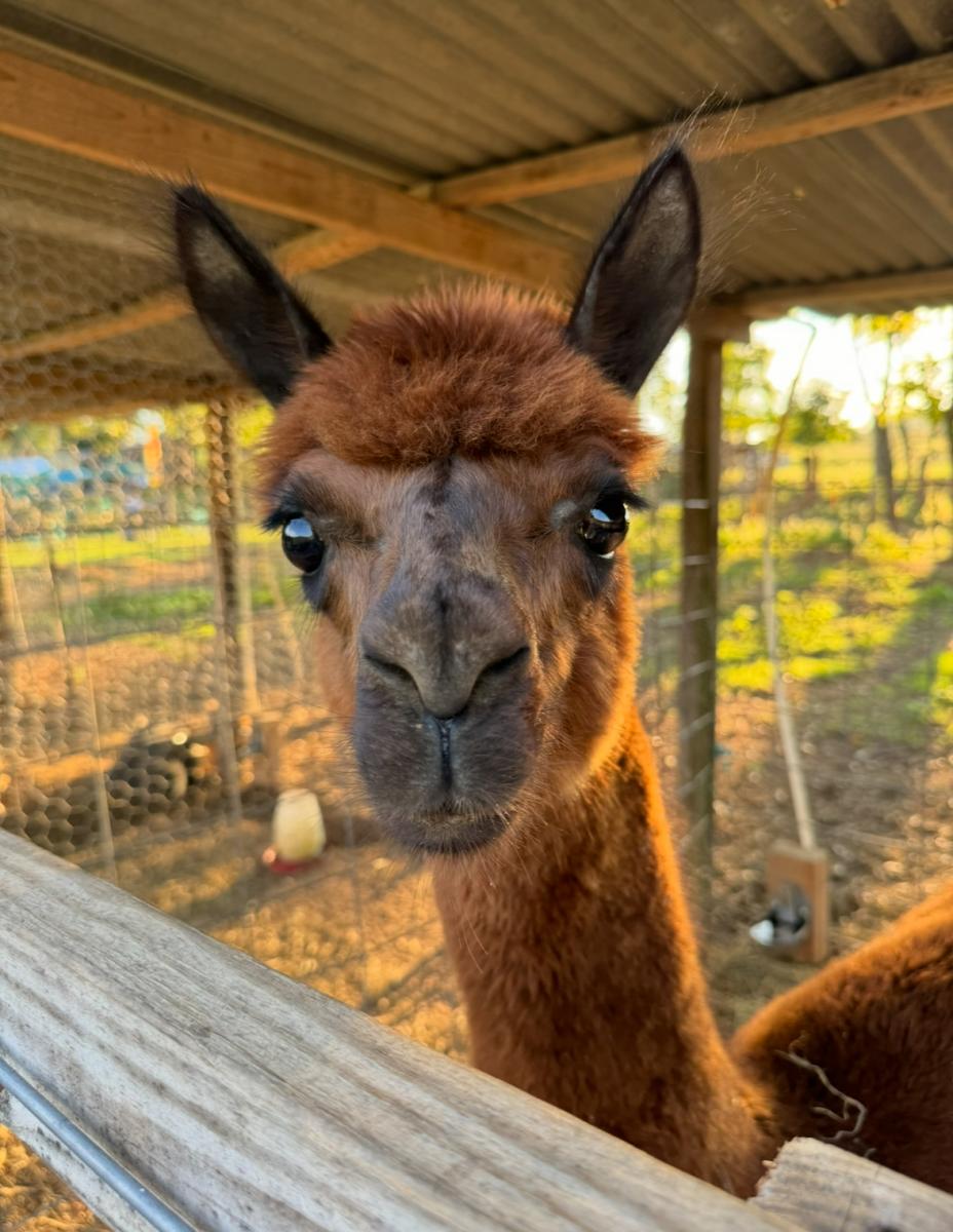 llama at Hidden Rivers Farm