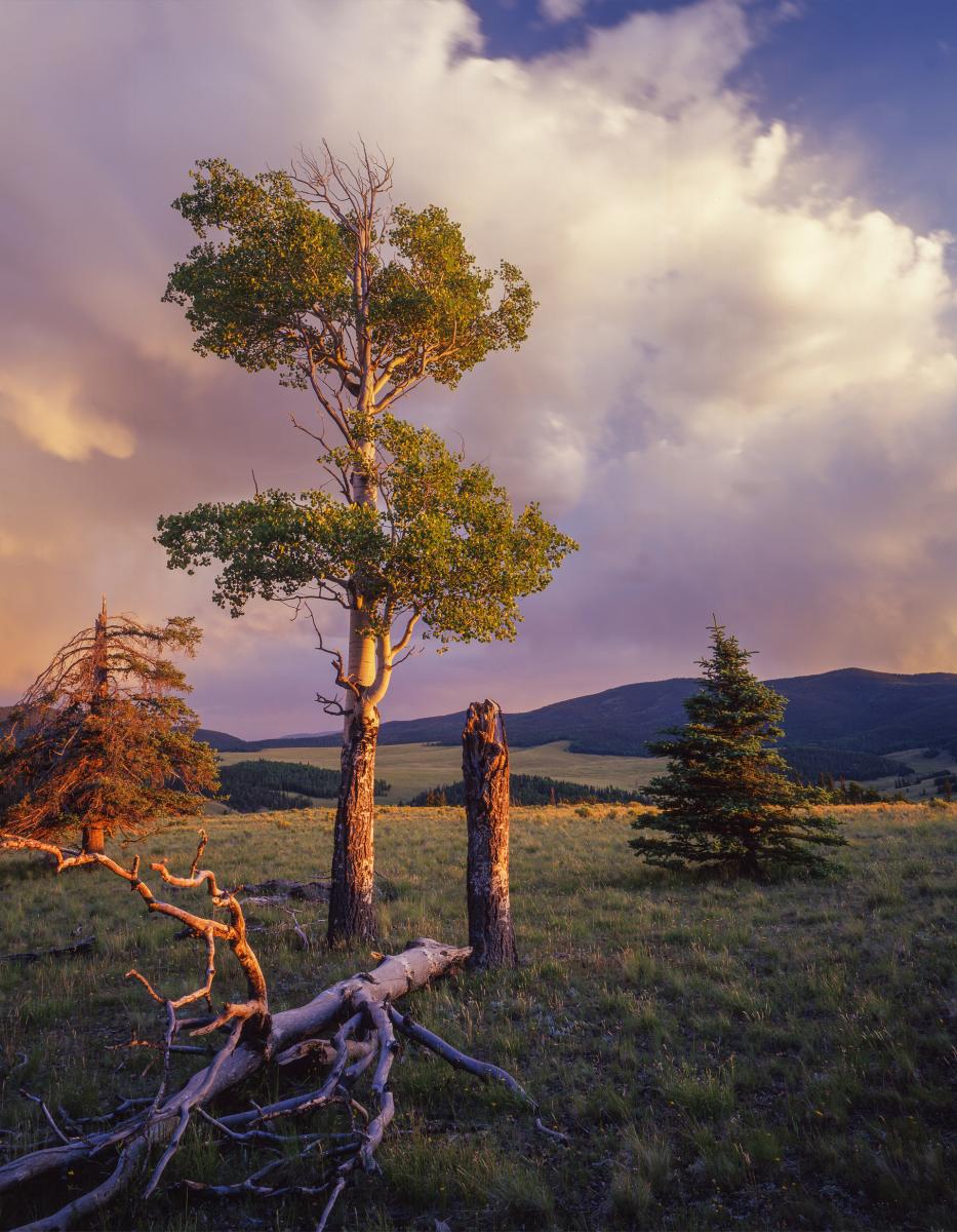 Scenic Driving New Mexico: Exploring the State's Most Spectacular Back Roads, Valle Vidal meadow, New Mexico Magazine