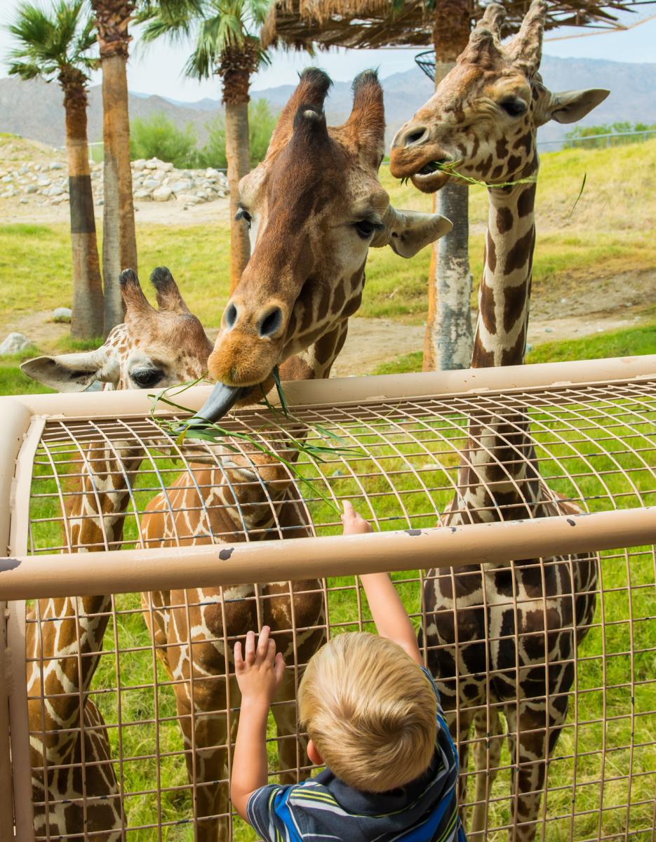 Living Desert Giraffe