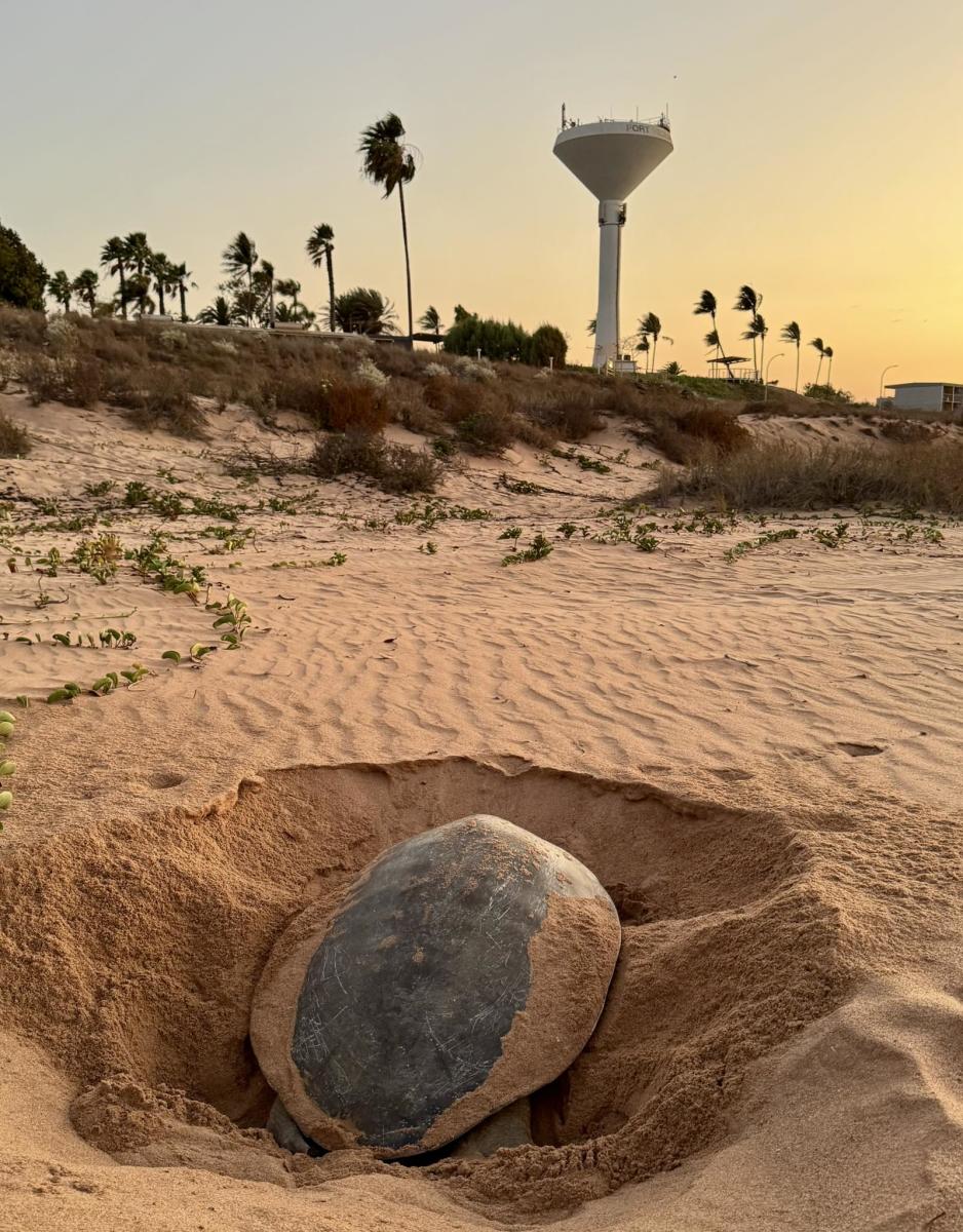 A turtle digs its nest in the sand on Cemetery Beach in Port Hedland