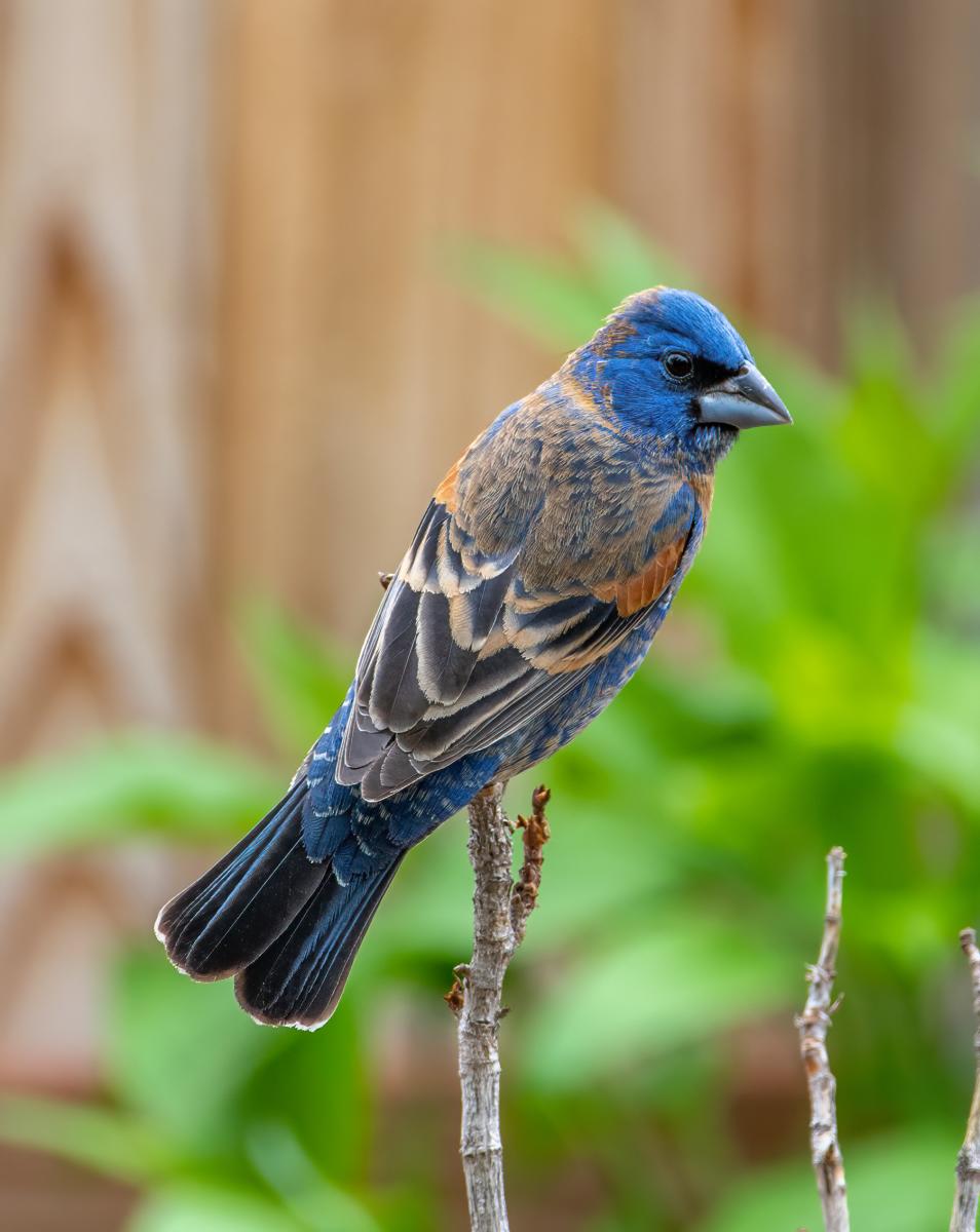 Blue Grosbeak