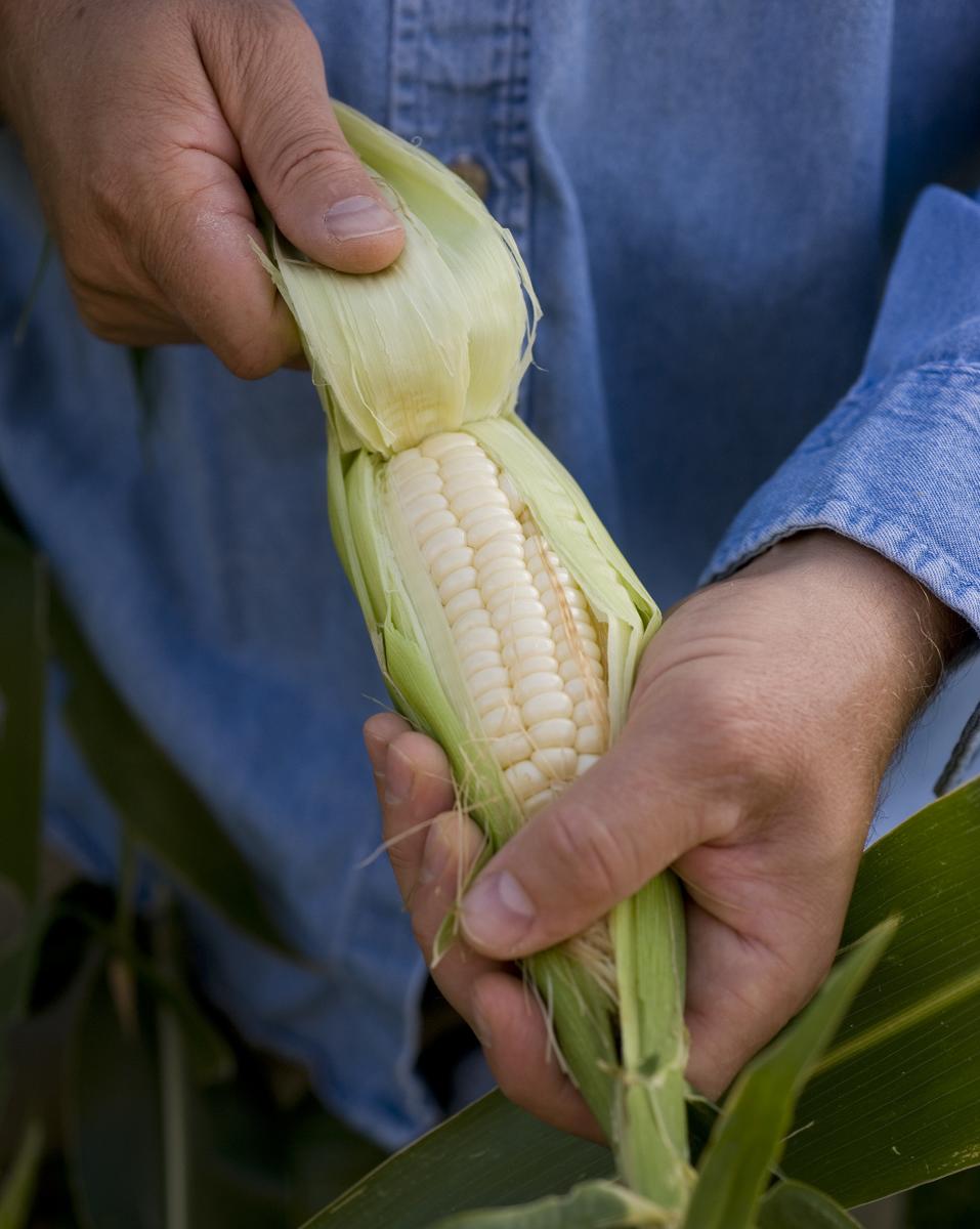 Tasting: Corn, New Mexico Magazine