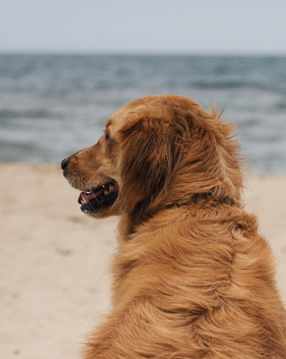 Dog on the beach