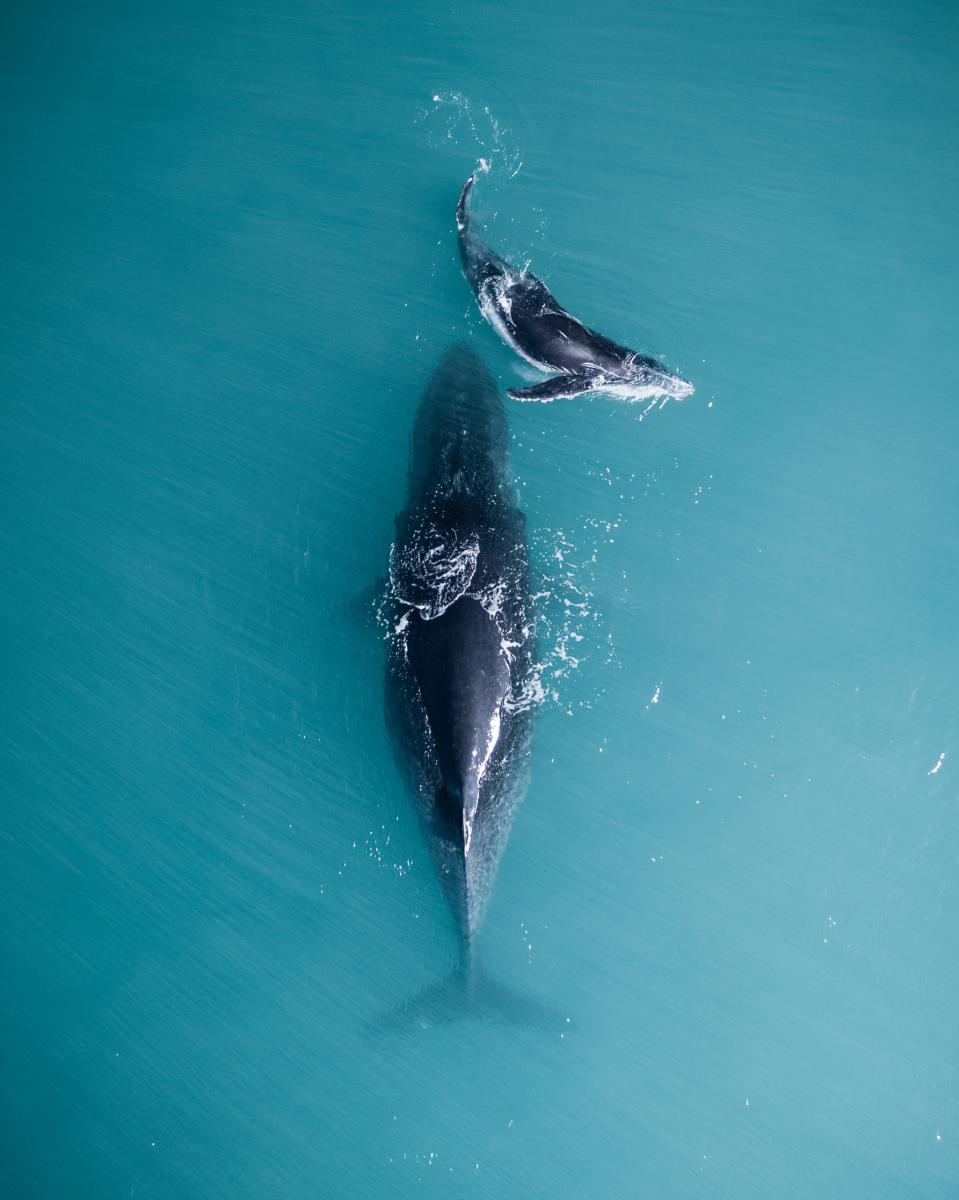 Aerial view of a humpback whale and her calf on the Kimberley Coast.