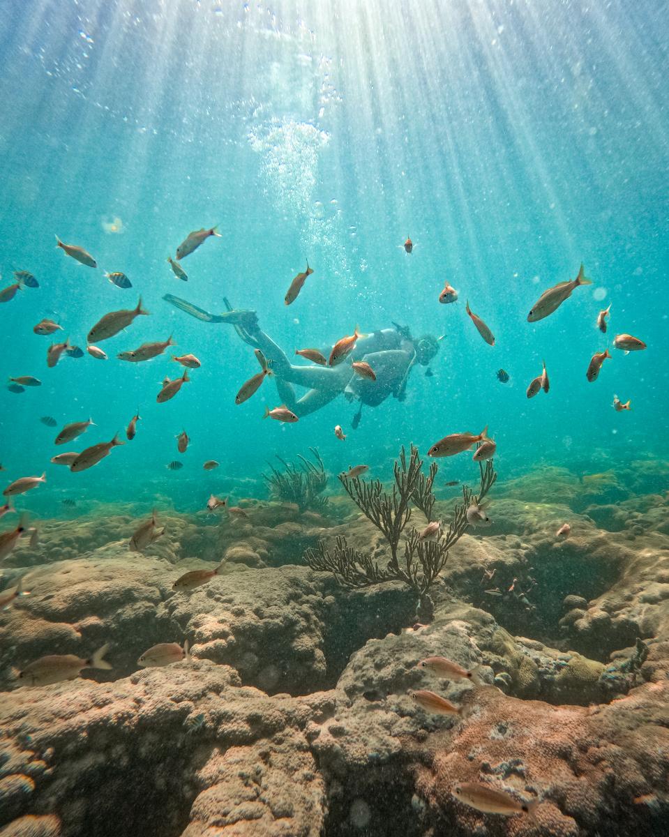 Voyage Fox - Scuba Diving