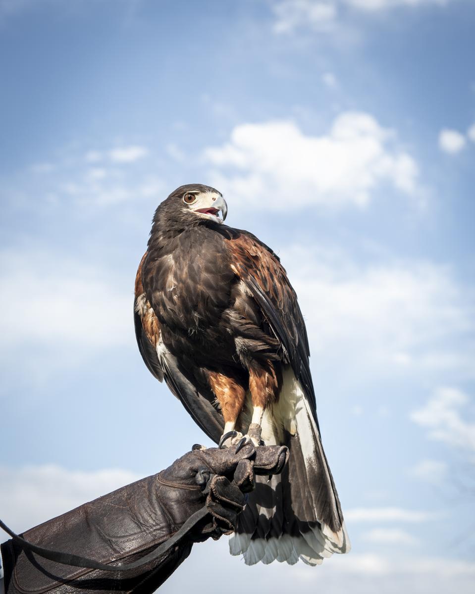 Harris Hawk Santa Fe Raptor Center