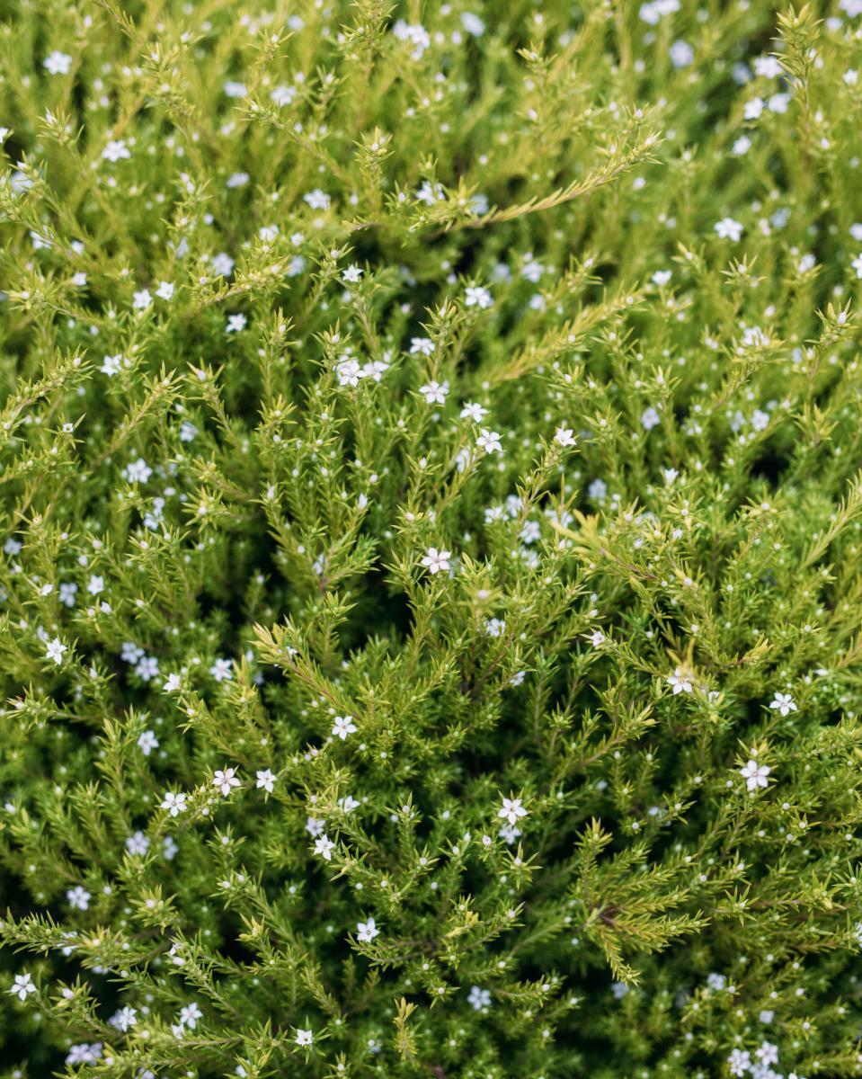 Tresco Abbey Garden Honey