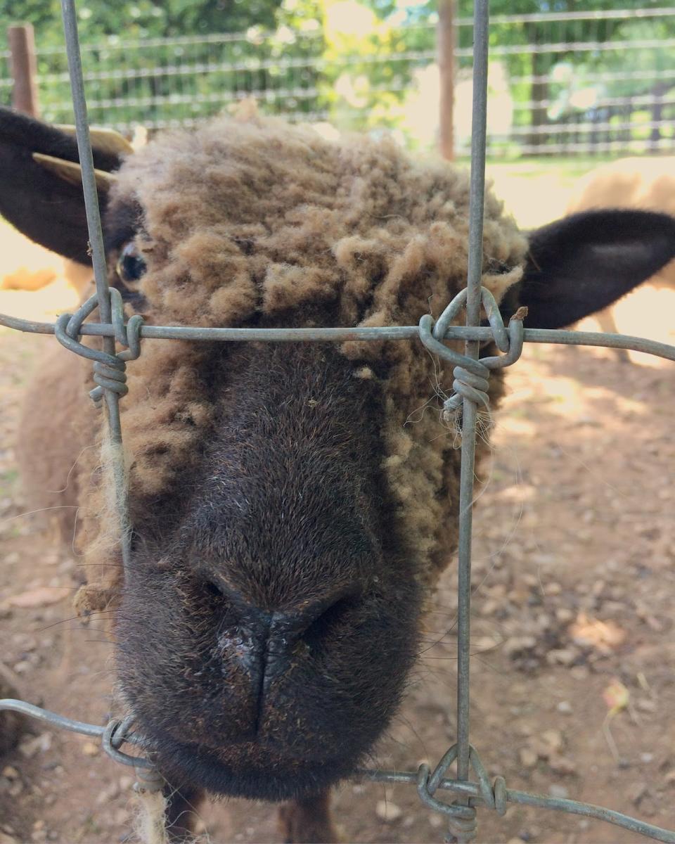 Close-up view of a sheep at 1818 Farms