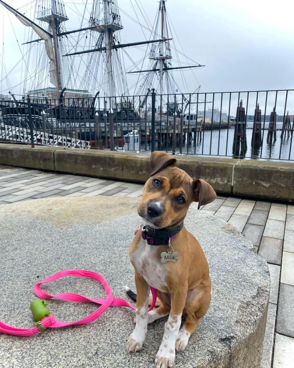 Dog on the Freedom Trail near a sail boat in Boston, MA
