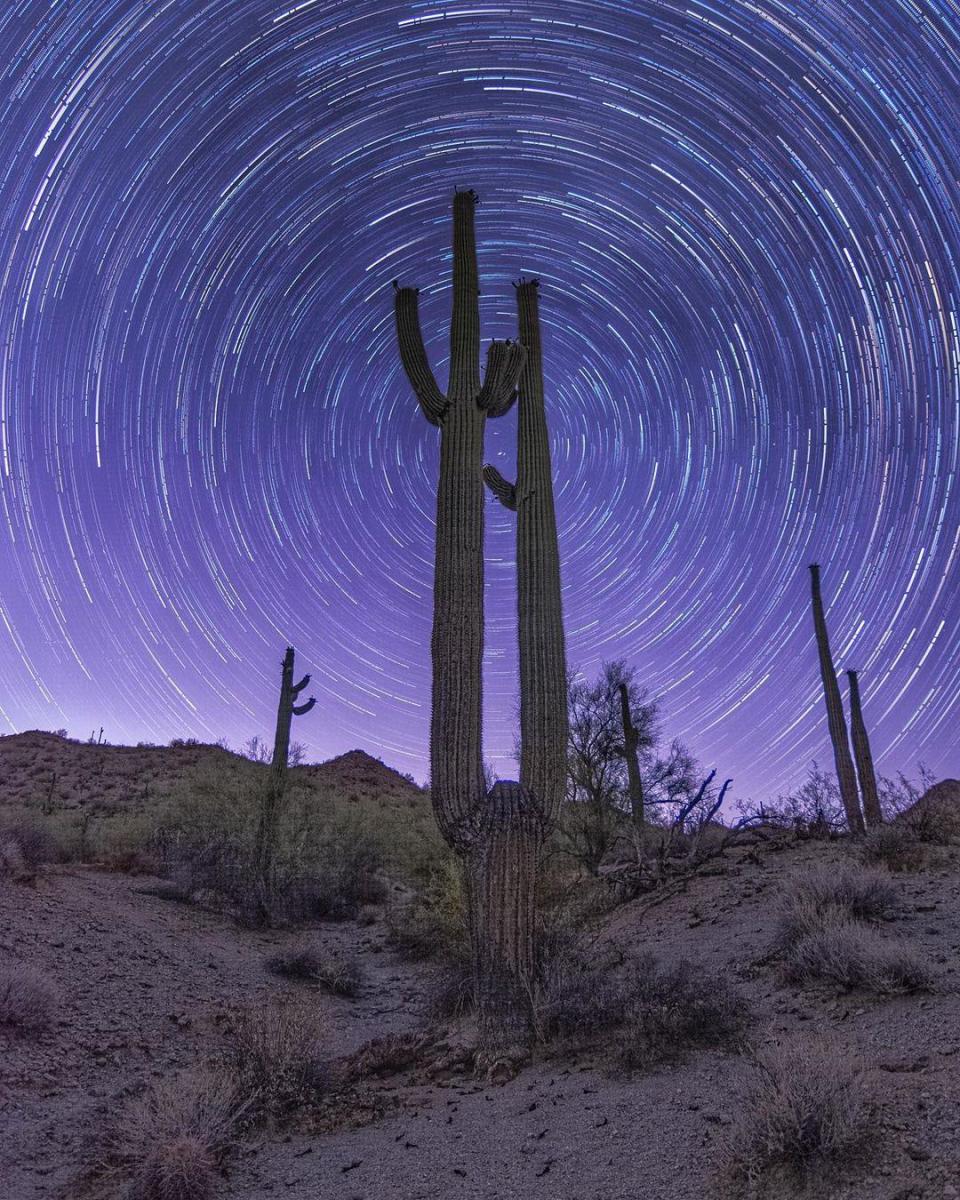 photo shared by @andydilling of the desert at night, saguar cacti and desert fauna in the foreground with a time-lapse view of the desert sky and stars at night showing the star trails