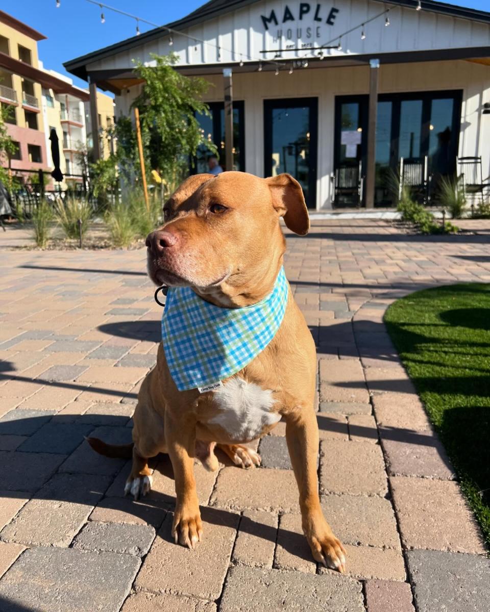 a dog sitting in front of the Maple House cafe and it's dog friendly patio in Chandler AZ