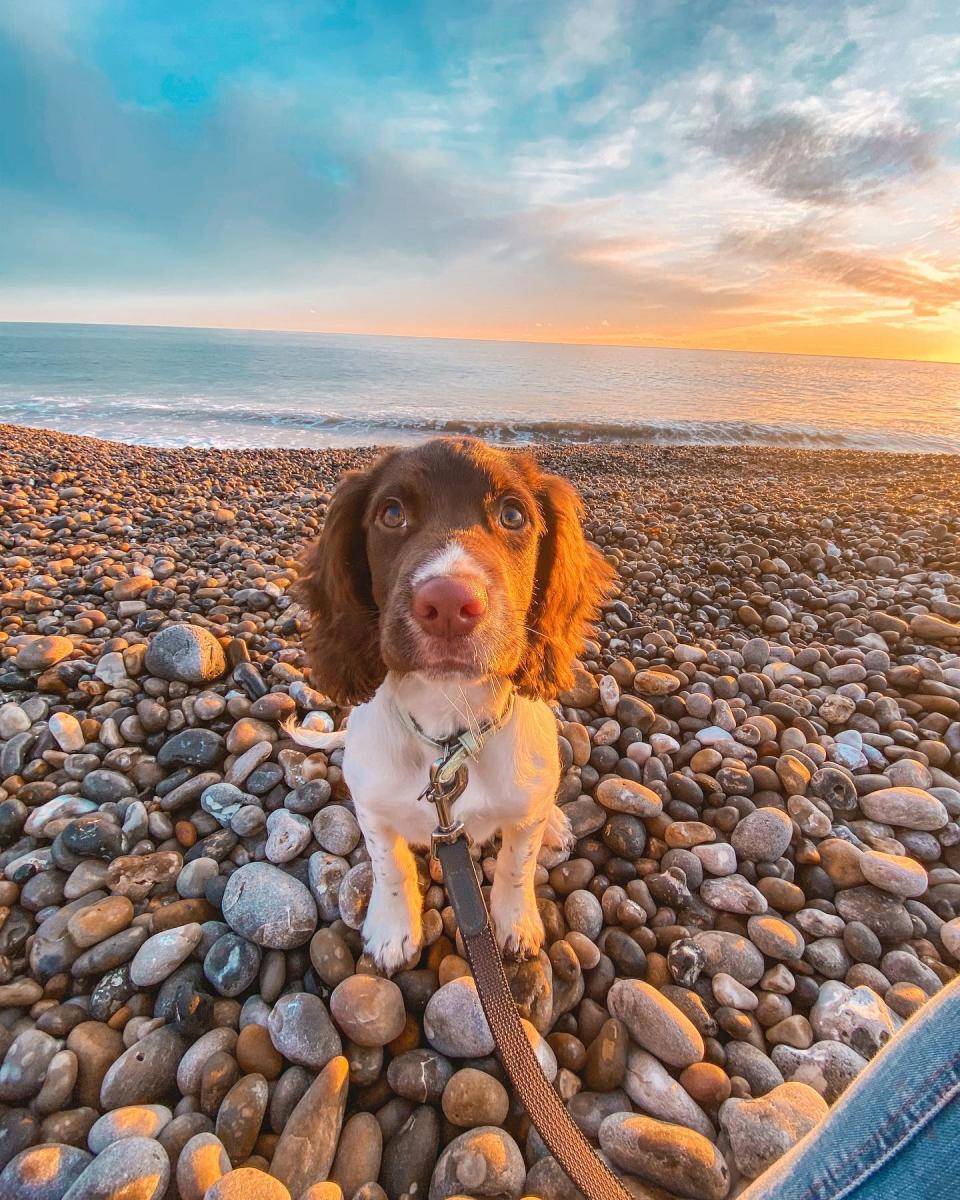 Dog on Seaton Beach