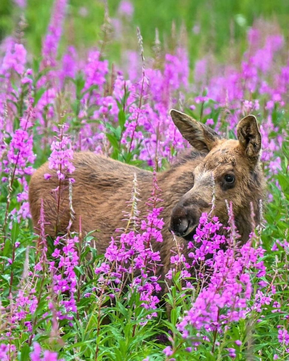 A baby moose surrounded by vibrant fireweed flowers.