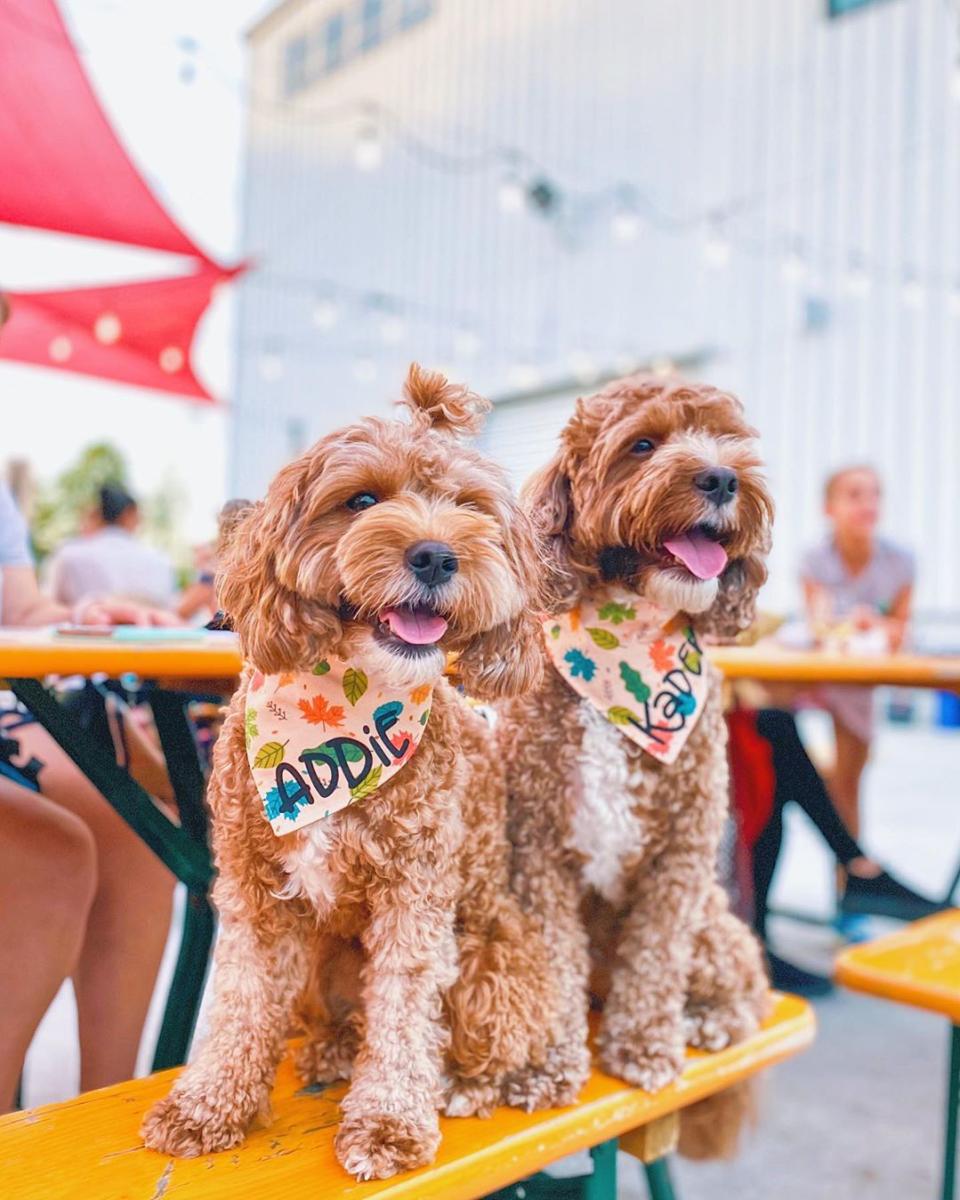 Dogs at Caboose Commons