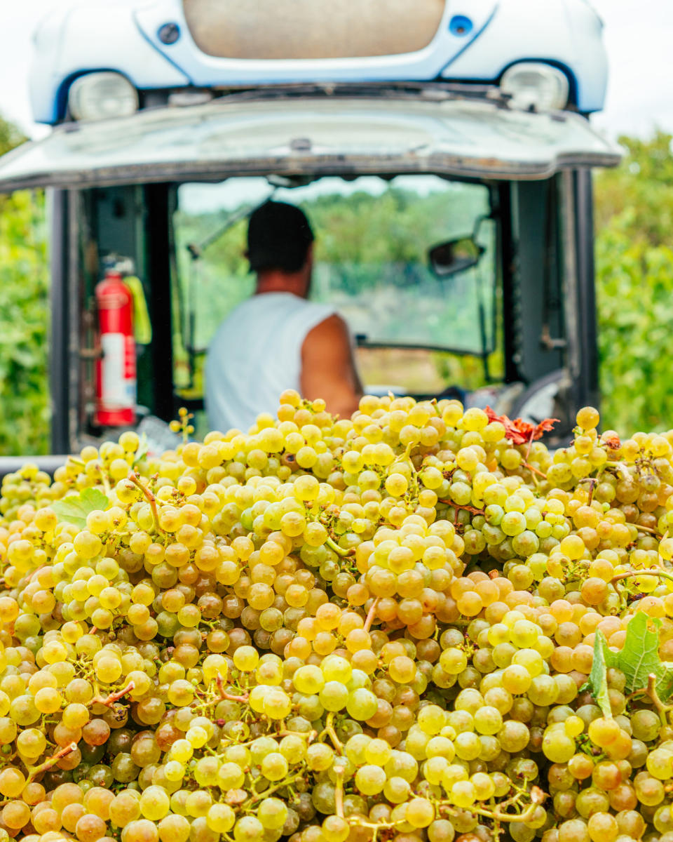 hauling grapes by Maiah Johnson Dunn