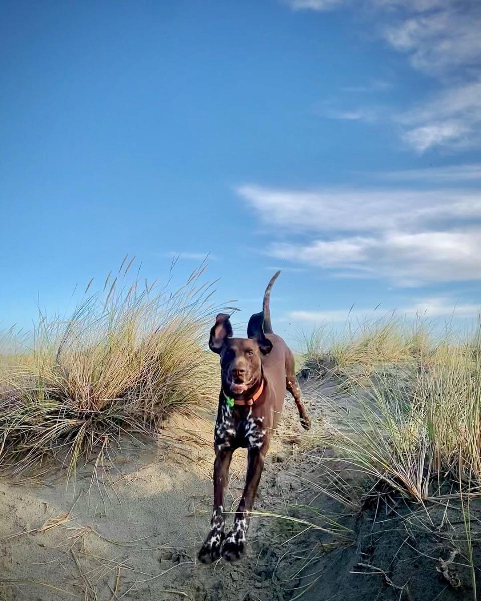 Dog running in sand dunes at West Wittering beach