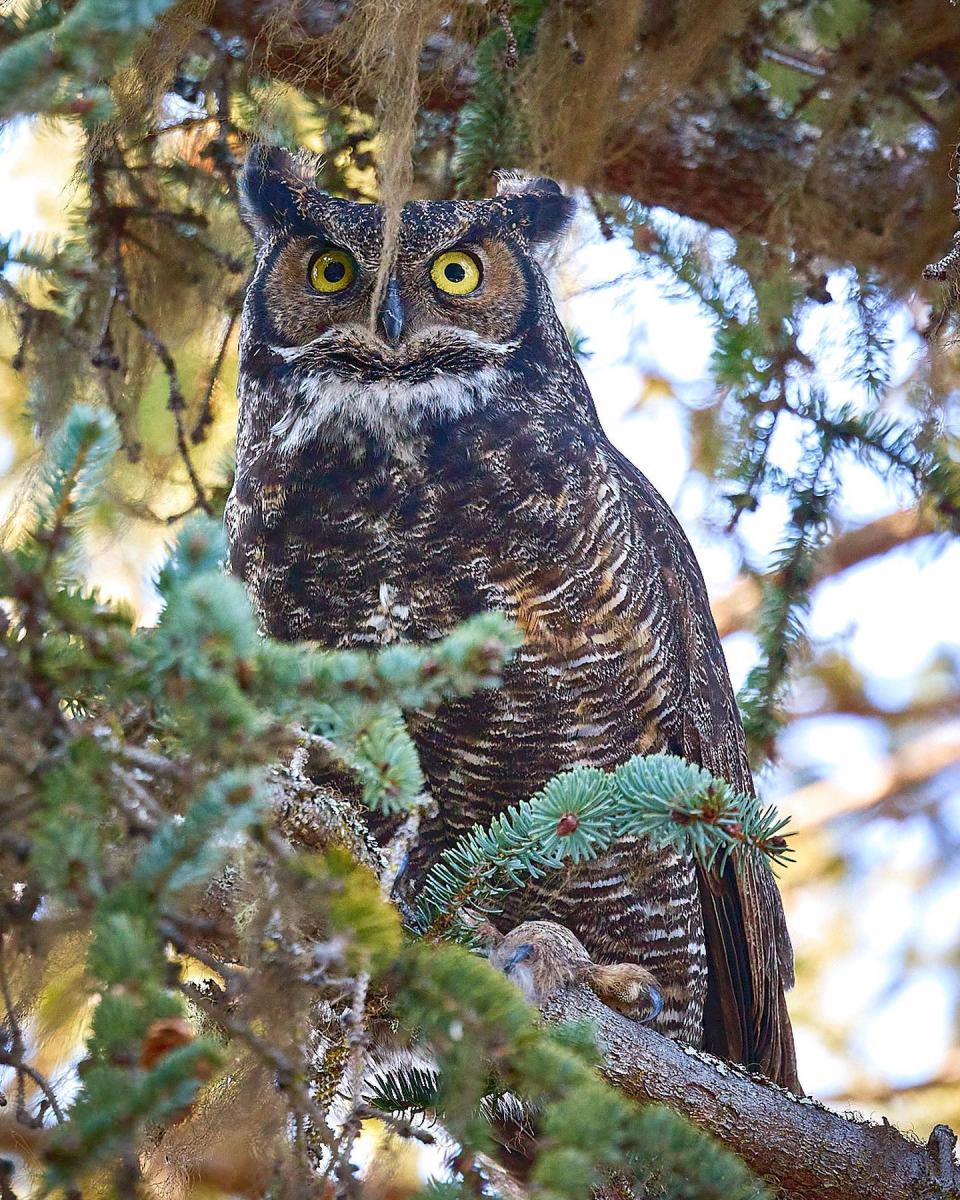 Great Horned Owl Homer, Alaska by Christopher Kincaid