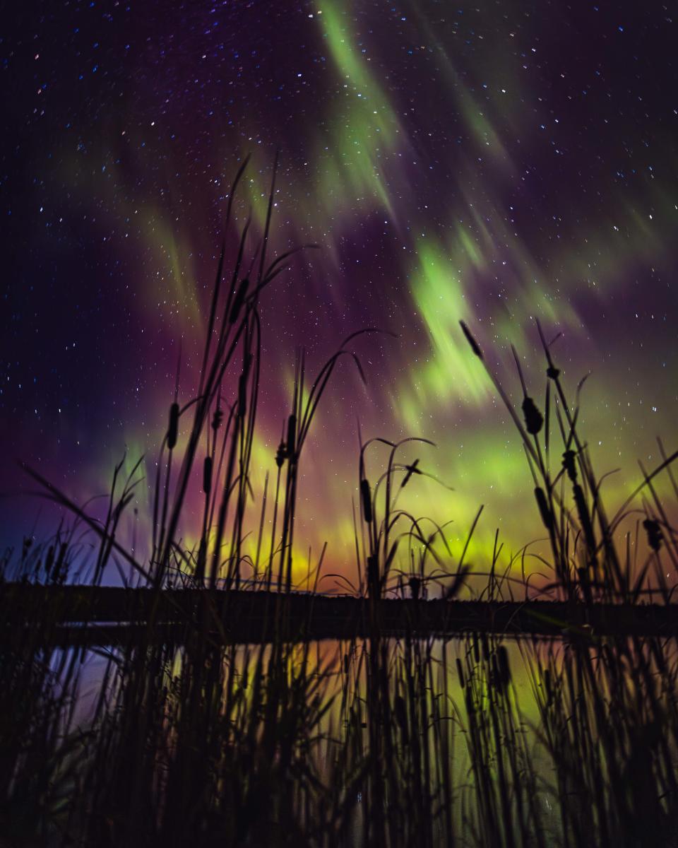 cattails are silhouetted against an aurora in the night sky
