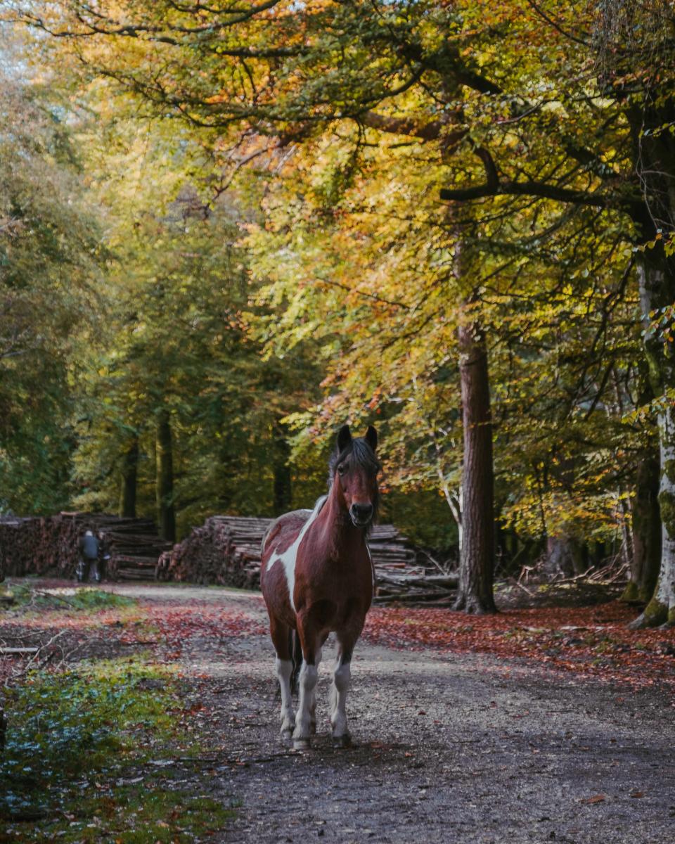 Autumn pony in the New Forest