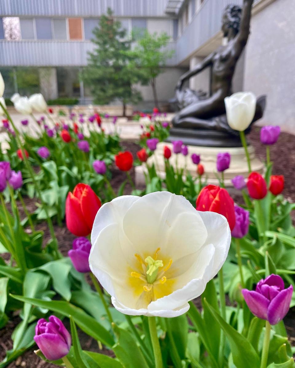 Flowers at Mayo Clinic Campus