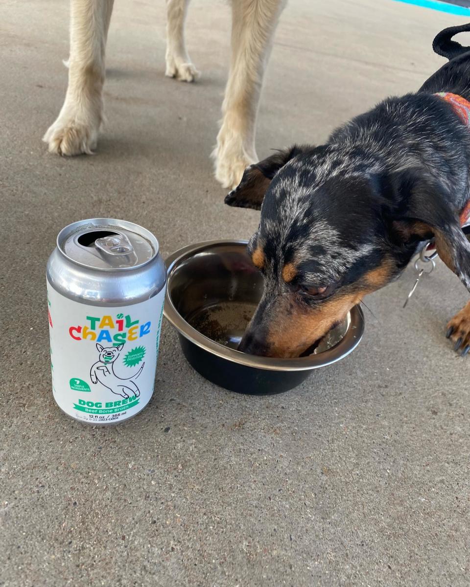 Weiner dog drinking beer