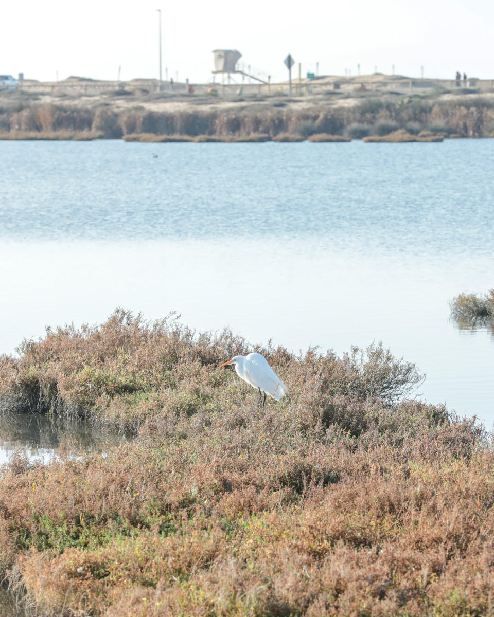 Bolsa Chica Ecological Reserve