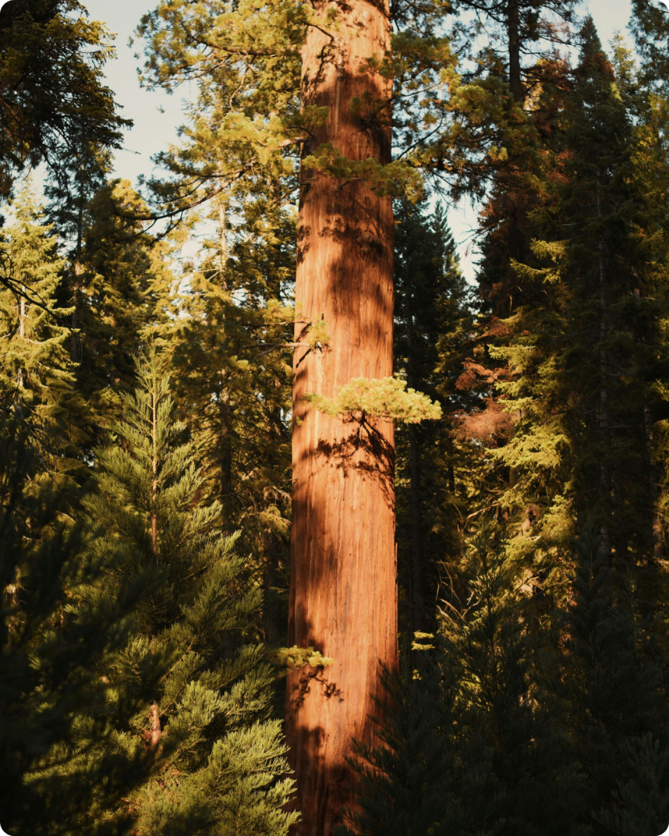 Forest Redwoods