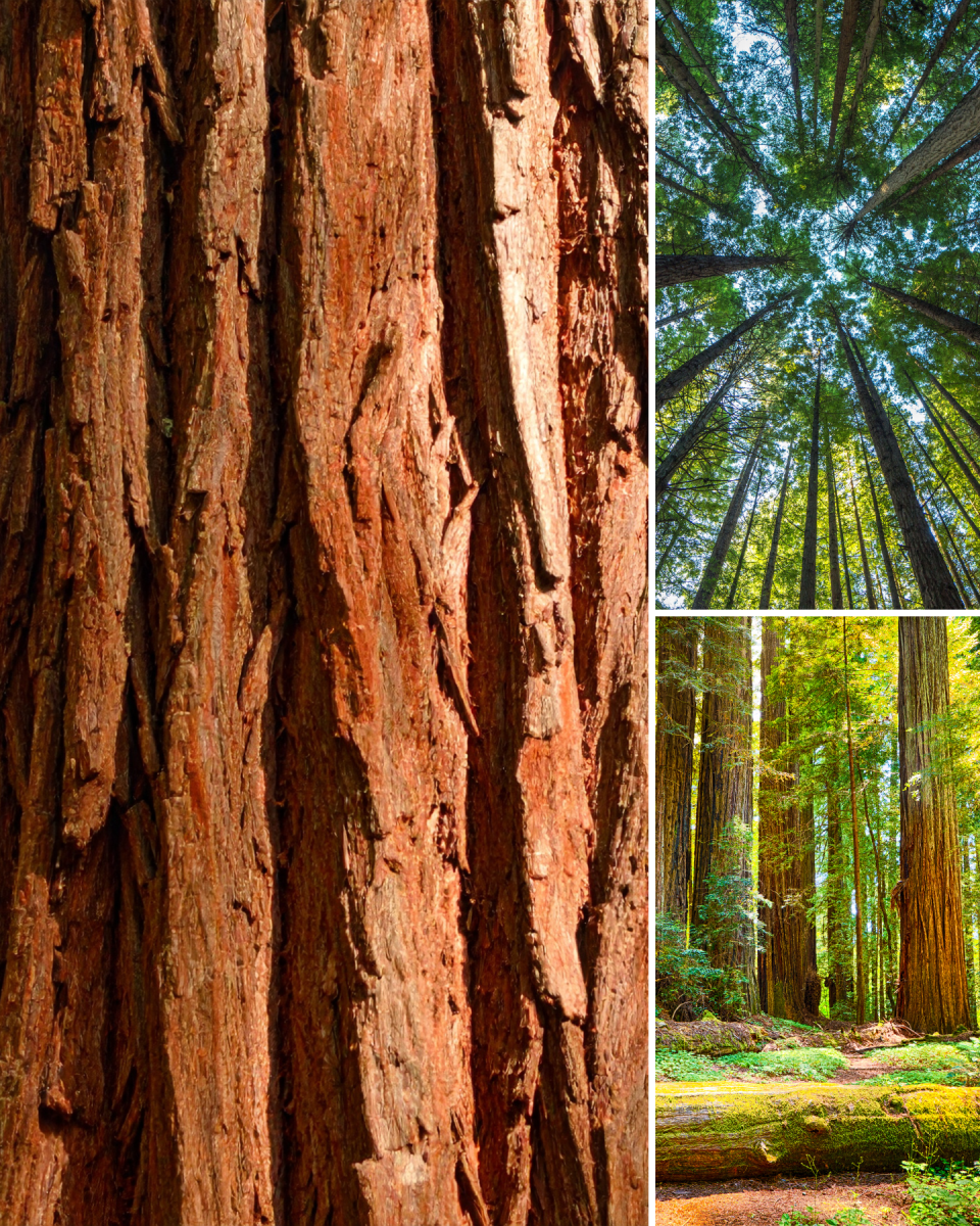 Redwood Forest