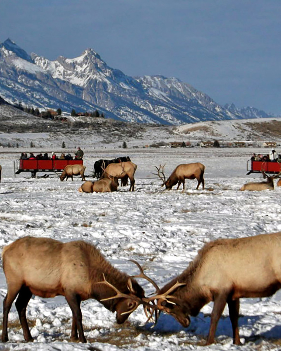 Elk Refuge