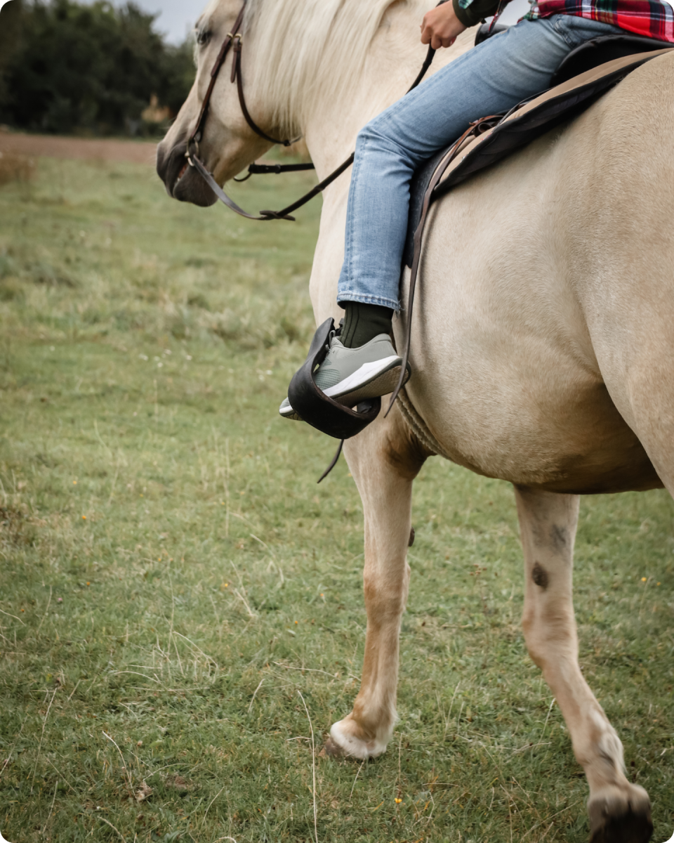 Horse Riding Vineyard
