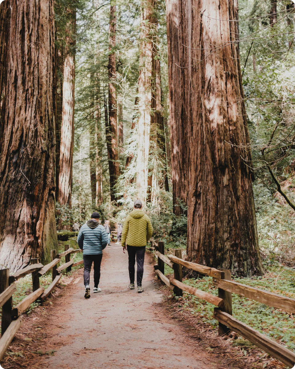 Redwood Forest