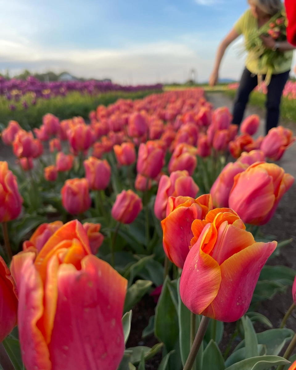 Utah Tulip Festival