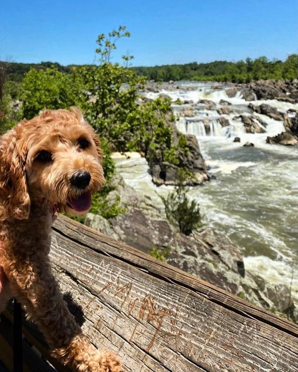 Dog in front of Great Falls Park waterfall