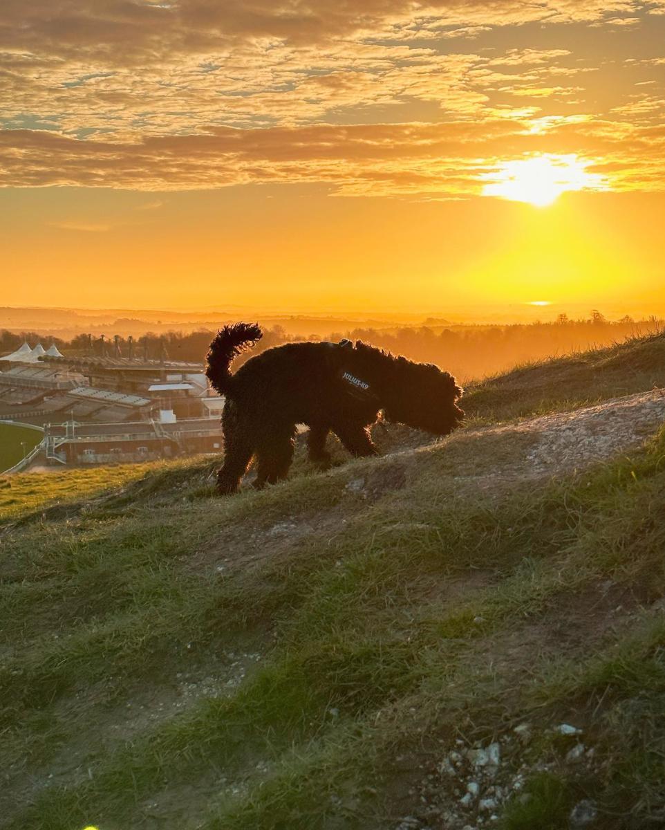 Dog on Trundle