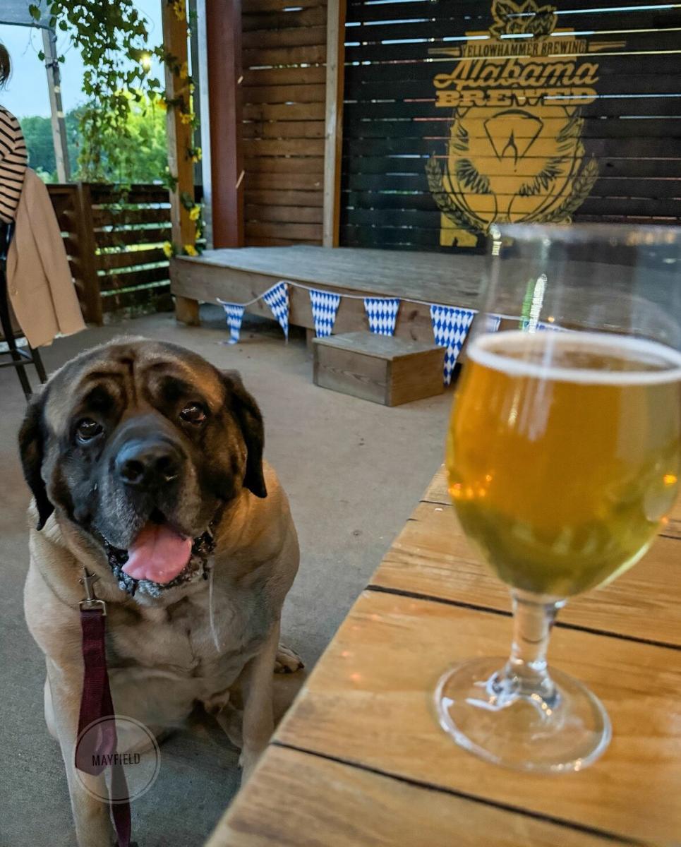 hector yellowhammer brewing