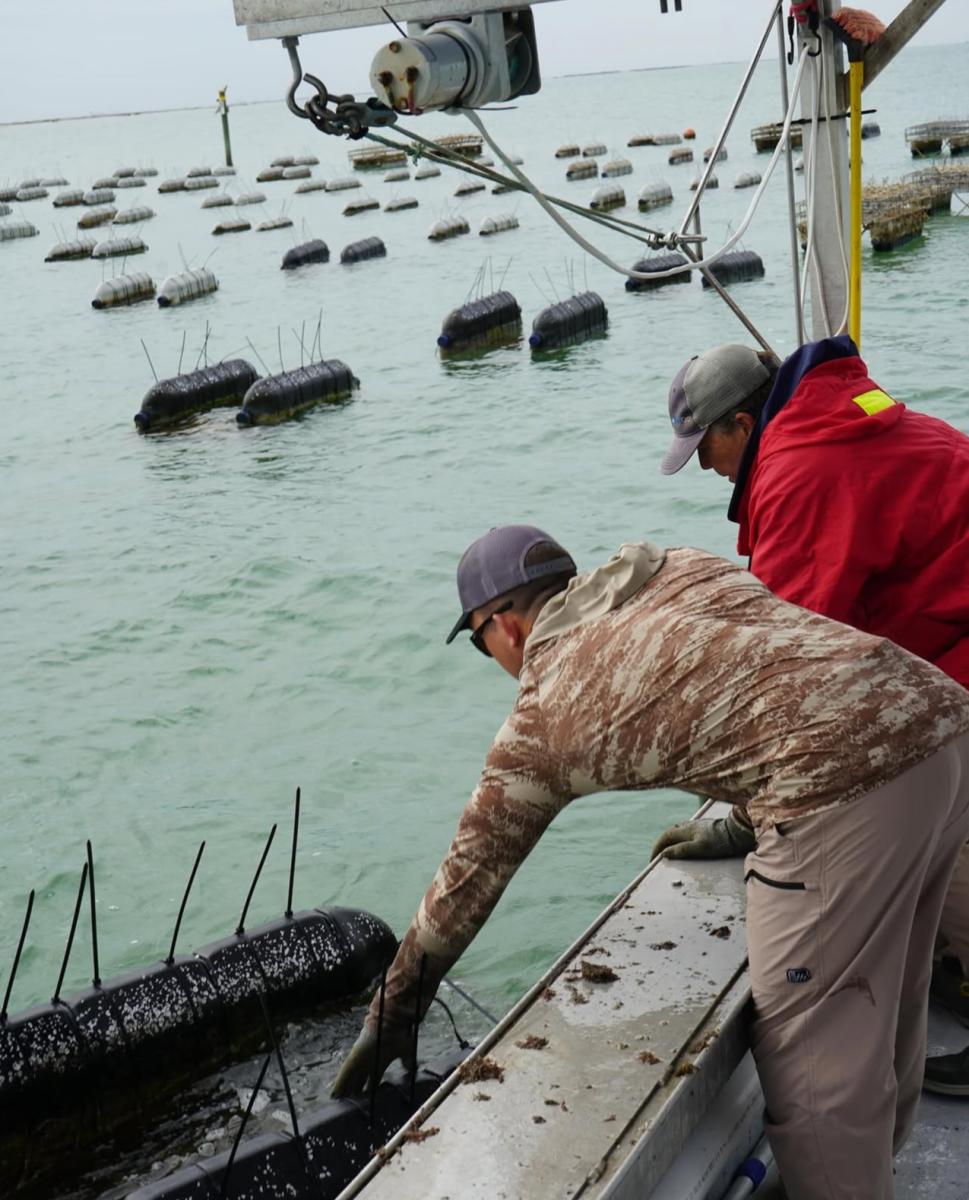 Texas Clear Water Oyster