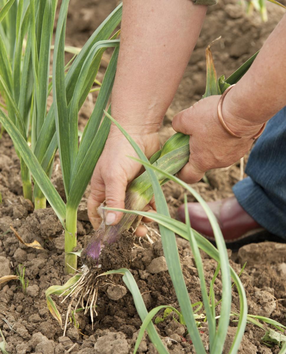 hands pulling crops from farmland soil