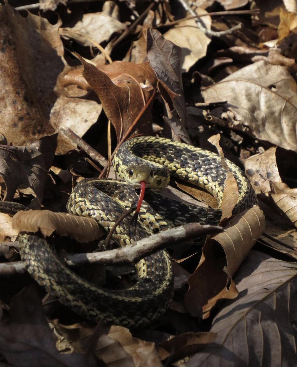 Snake in Bankhead by Sam Calhoun