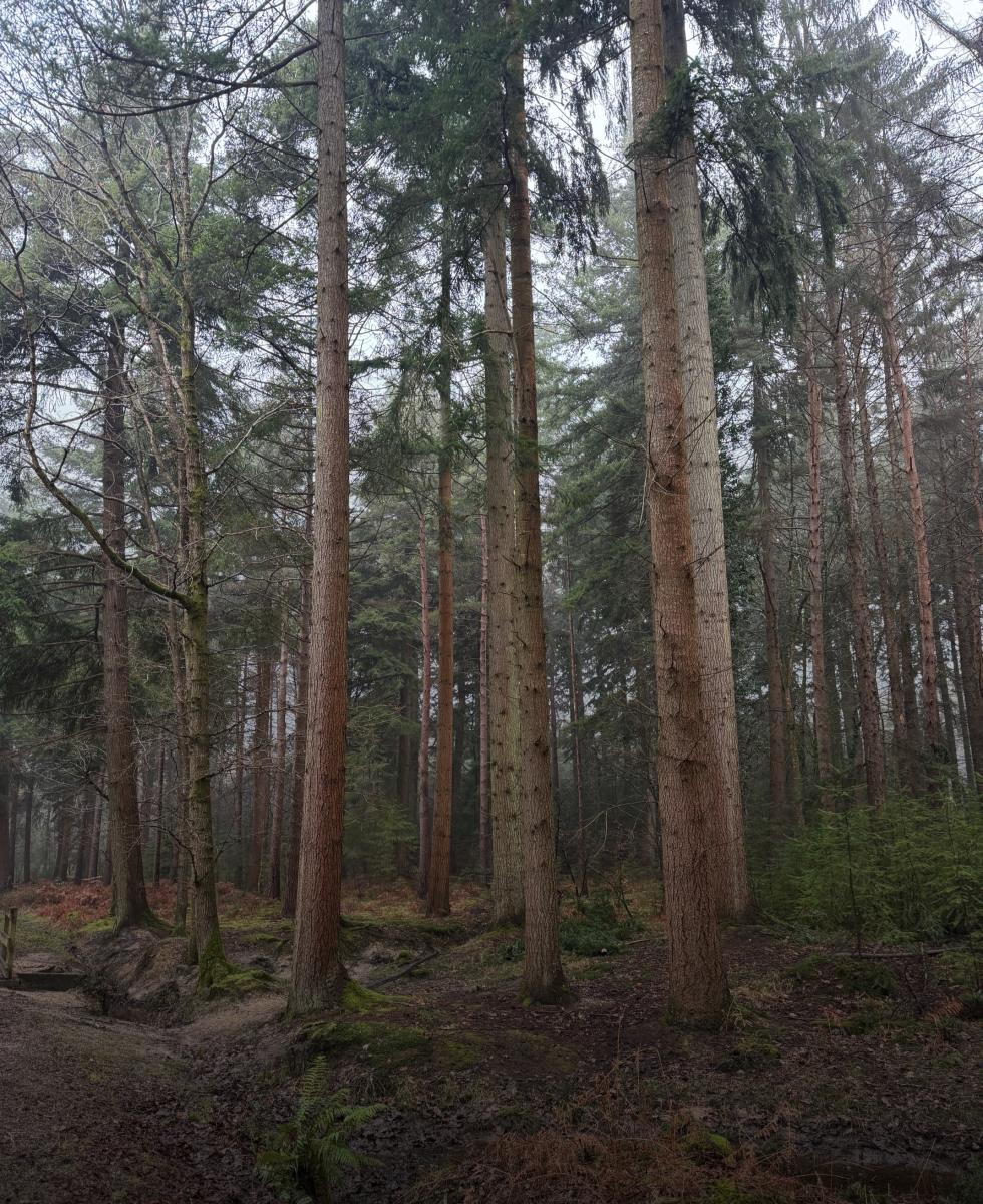 Deep woodland at Millyford Bridge in the New Forest