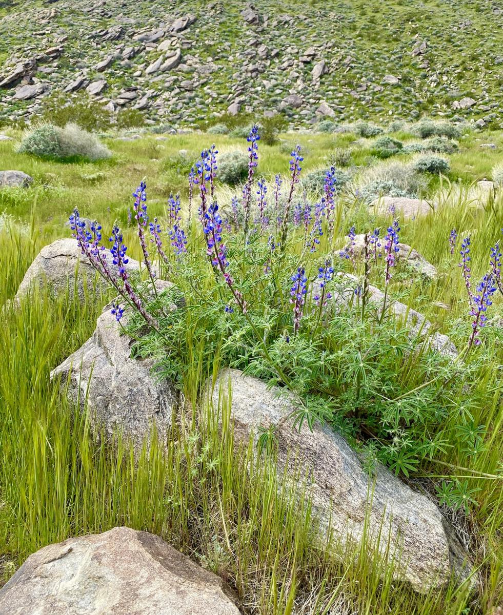 wildflower at Indian Canyons