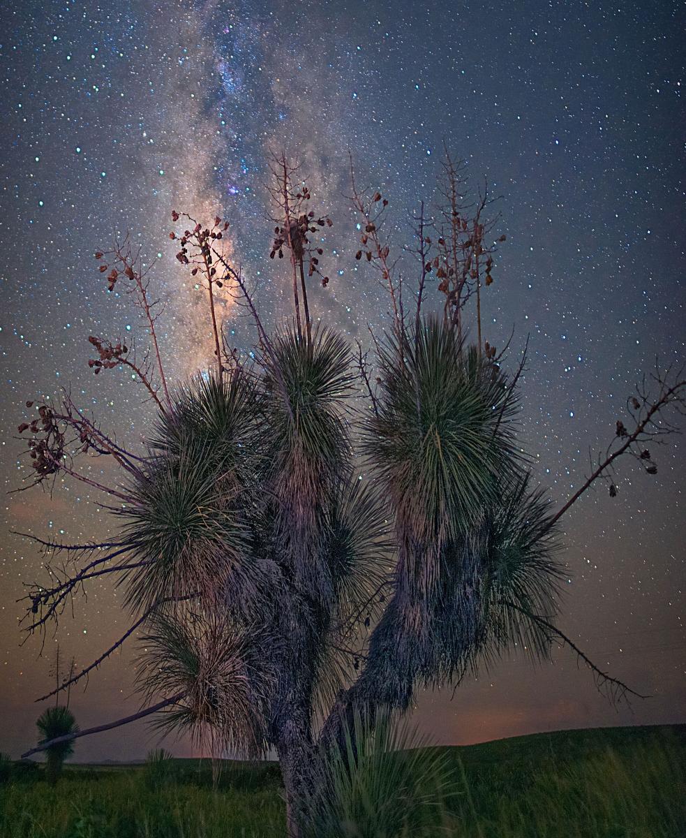 Yucca Under the Milky Way