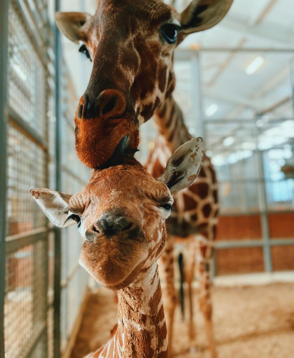 dallas zoo baby animals