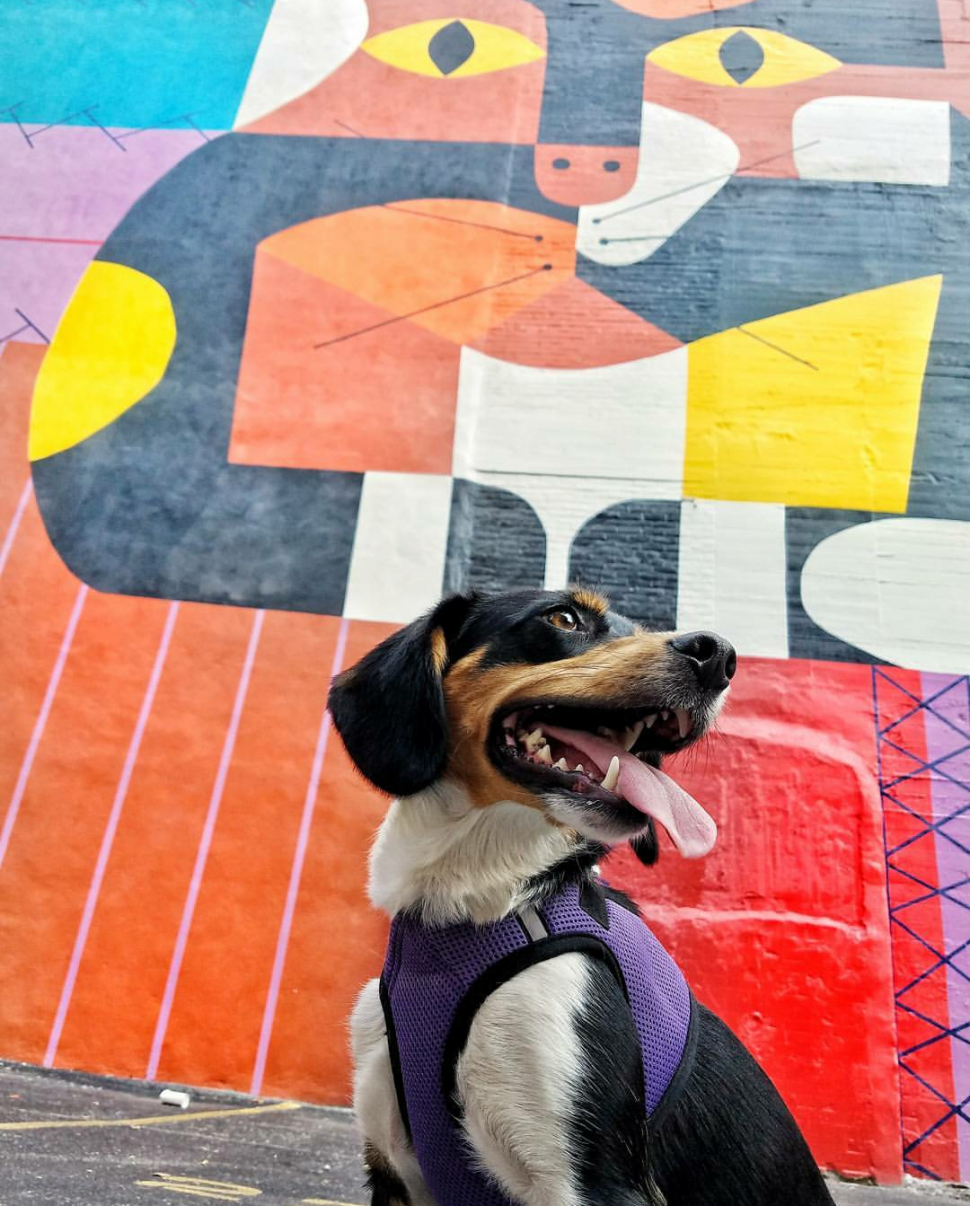 Mya exploring the murals that are all around town (photo: Abby Erwin) Mya exploring the murals that are all around town (photo: Abby Erwin)