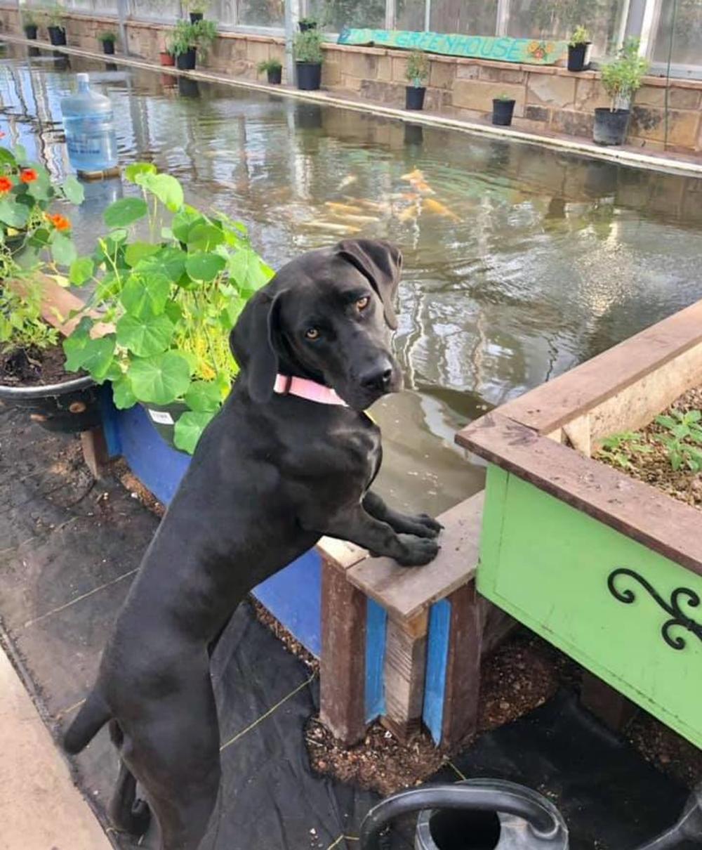 Dog at the Community Gardens