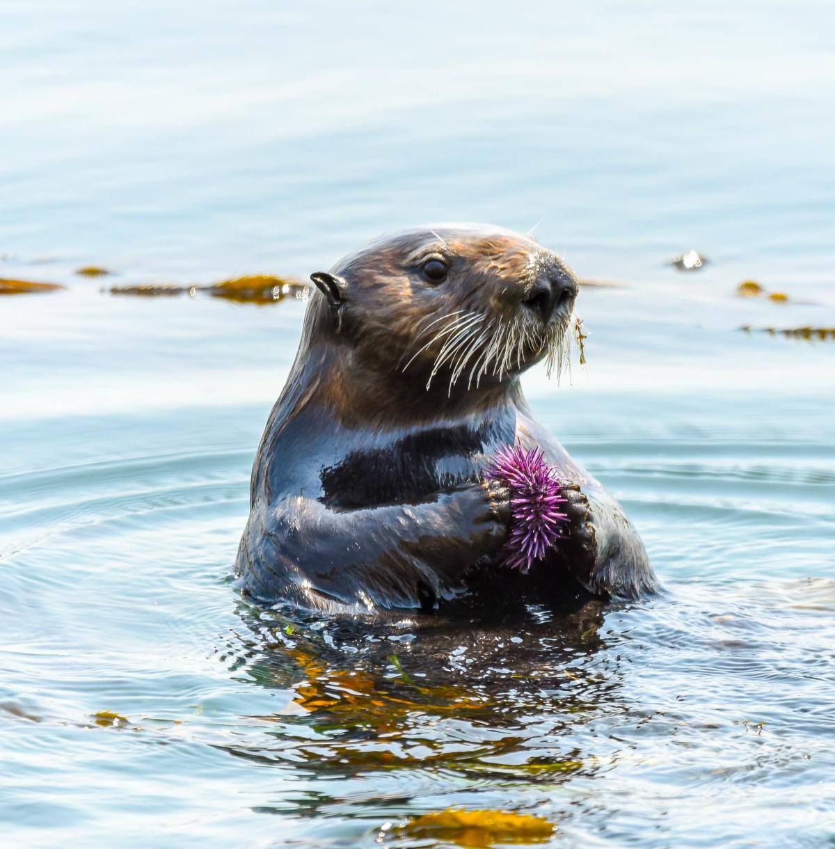 Sea Otter - Morro Bay
